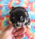 Pomsky Puppies for sale in Alma, GA 31510, USA. price: NA