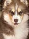 Pomsky Puppies for sale in Palos Verdes Peninsula, CA 90275, USA. price: $1,800