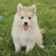 Pomsky Puppies for sale in Dublin, CA 94568, USA. price: NA