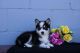 Pomsky Puppies for sale in Gap, PA, USA. price: NA