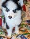 Pomsky Puppies for sale in Spring Hill, FL, USA. price: $1,250