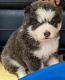 Pomsky Puppies for sale in Spring Hill, FL, USA. price: $2,400