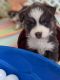 Pomsky Puppies for sale in Spring Hill, FL, USA. price: $2,400