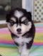 Pomsky Puppies for sale in Spring Hill, FL, USA. price: $2,100