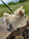 Pomsky Puppies for sale in Farmville, VA 23901, USA. price: $1,000