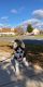 Pomsky Puppies for sale in Plover, WI, USA. price: NA