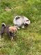 Pomsky Puppies for sale in Arlington, WA 98223, USA. price: $300