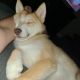 Pomsky Puppies for sale in Tampa, FL, USA. price: $500