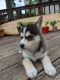 Pomsky Puppies for sale in St James, NY, USA. price: $3,000