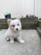 Pomsky Puppies for sale in Flushing, NY 11358, USA. price: NA