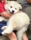 Pomsky Puppies for sale in Downers Grove, IL, USA. price: NA
