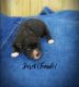 Pomsky Puppies for sale in Terre Haute, IN, USA. price: $600