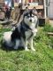 Pomsky Puppies for sale in Allentown, PA, USA. price: $500
