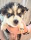 Pomsky Puppies for sale in Tonawanda, NY 14150, USA. price: $800
