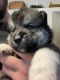 Pomsky Puppies for sale in Spanish Fork, UT 84660, USA. price: NA