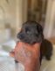Pomsky Puppies for sale in Redding, CA, USA. price: NA