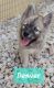 Pomsky Puppies for sale in Weir, TX 78626, USA. price: NA