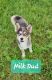 Pomsky Puppies for sale in Weir, TX 78626, USA. price: NA