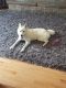 Pomsky Puppies for sale in Sterling Heights, MI 48312, USA. price: NA