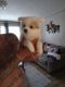 Pomsky Puppies for sale in Jacksonville, NC, USA. price: $1,000