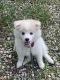 Pomsky Puppies for sale in Tampa, FL, USA. price: $650