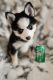 Pomsky Puppies for sale in ST CLAIRSVLE, OH 43950, USA. price: NA