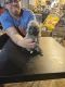 Pomsky Puppies for sale in Evanston, WY 82930, USA. price: NA