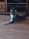 Pomsky Puppies for sale in Columbus, OH, USA. price: $350