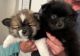 Pomsky Puppies for sale in Chesapeake, VA, USA. price: $800