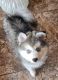 Pomsky Puppies for sale in ST CLAIRSVLE, OH 43950, USA. price: $800