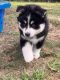 Pomsky Puppies for sale in Roselle Park, NJ 07204, USA. price: $800