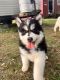 Pomsky Puppies for sale in Roselle Park, NJ 07204, USA. price: $1,500