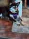 Pomsky Puppies for sale in Dunkirk, NY 14048, USA. price: $200
