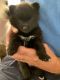 Pomsky Puppies for sale in Holiday, FL, USA. price: $1,200