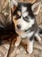 Pomsky Puppies for sale in Roselle Park, NJ 07204, USA. price: $800