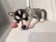 Pomsky Puppies for sale in Fall River, MA, USA. price: $2,500