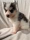 Pomsky Puppies for sale in Fall River, MA, USA. price: $2,500
