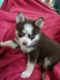 Pomsky Puppies for sale in Columbus, OH, USA. price: $700
