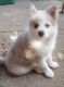 Pomsky Puppies for sale in Columbus, OH, USA. price: $700