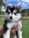 Pomsky Puppies for sale in Crossnore, NC 28657, USA. price: $1,500