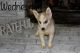 Pomsky Puppies for sale in Southport, Fairfield, CT 06890, USA. price: $2,999