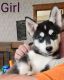Pomsky Puppies for sale in Chattaroy, WA 99003, USA. price: $500