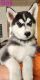 Pomsky Puppies for sale in Chattaroy, WA 99003, USA. price: $600