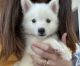 Pomsky Puppies for sale in Union Park, FL 32817, USA. price: $995