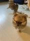 Pomsky Puppies for sale in Hollywood, FL, USA. price: $1,500