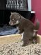 Pomsky Puppies for sale in Brooklyn, CT 06234, USA. price: $1,400
