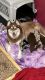 Pomsky Puppies for sale in Brooklyn, CT 06234, USA. price: $1,500