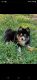 Pomsky Puppies for sale in Longview, TX, USA. price: $1,500