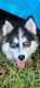 Pomsky Puppies for sale in Jacksonville, FL, USA. price: $1,200