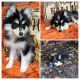 Pomsky Puppies for sale in Spring Hill, FL, USA. price: $1,200